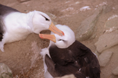 Black-browed Albatross pair preen each other at the start of the breeding season New Island. Falkland Islands