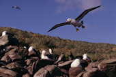Black-browed Albatross in flight over an albatross colony. West Point Island. Falkland Islands.