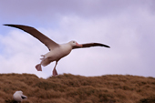 Wandering Albatross comes in to land with webbed feet down. Prion Island, South Georgia. Sub Antarctic.