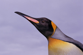 Portrait of King Penguin showing mandibular plate and yellow auricular patches. Sth Georgia. Sub Antarctica