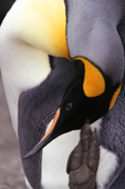 King Penguin scratches his head with a foot. South Georgia. Sub Antarctic