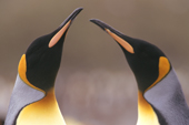 Portrait of two King Penguins Salisbury Plain. South Georgia. Sub Antarctic