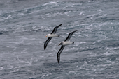 Black browed albatross and grey headed albatross ride the same air wave off Cape Horn. Southern Ocean