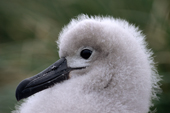 Grey-headed Albatross chick portrait. Diego Ramirez. Chilean Sub Antarctic Island