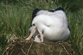 Wandering Albatross, Diomedea exulans feeds newly hatched chick. Bird Island, S. Georgia, Subantarctica
