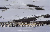 King Penguins and chicks at Gold Harbour in the snow. South Georgia. Subantarctica