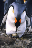 King Penguin turning egg which is incubated on its feet. Gold Harbour. South Georgia. Subantarctic