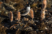 Feather with autumnal seed heads of an arctic willow on the tundra in Scoresbysund Fiord. East Greenland. 2005