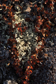 Autumn leaves of the arctic birch with reindeer moss. Tundra in Scoresbysund Fiord. East Greenland. 2005
