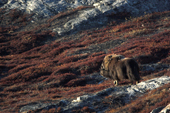 Lone Musk Ox Bull stands amongst autumnal Blueberry bushes on Renodde. East Greenland. 2005