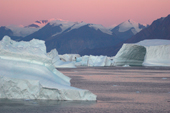 Large Icebergs at dawn in Fhn Fiord. Scoresbysund Fiord. East Greenland. 2005
