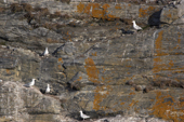 At the end of the summer only a few Glaucous Gulls remain on the bird cliffs in Rde Fiord. East Greenland. 2005