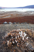 Seeding Arctic willow in a tundra landscape. Rypefjord. East Greenland. 2005