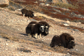 Family group of musk oxen graze on the foliage of a tundra slope in Nordbugten, Nordvest Fjord. East Greenland. 2005