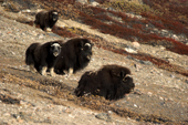 Family group of musk oxen graze on the foliage of a tundra slope in Nordbugten, Nordvest Fjord. East Greenland. 2005