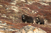 Bull Musk Ox stays close to one of his cows during the autumn rut. East Greenland. 2005