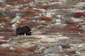 Lone Musk Ox bull grazes on autumn Tundra vegetation. East Greenland. 2005