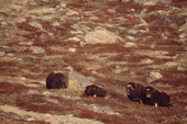 Musk oxen bull, two cows and a calf on the slope above Christiansdal, Nordbugten. Scoresbysund. East Greenland. 2005