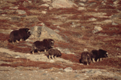 Musk oxen bull, two cows and two calves on the slope above Christiansdal, Nordbugten. Scoresbysund. East Greenland. 2005