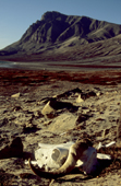 Musk Ox skeleton on the shore by Kongeborgen. Holm Bugt / Bay. Traill . Kong Oskar Fiord. East Greenland National Park. 2005