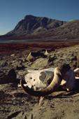 Musk Ox skull on the shore by Kongeborgen. Holm Bugt / Bay. Traill . Kong Oskar Fiord. East Greenland National Park. 2005
