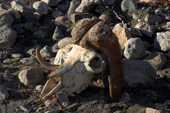 Musk Ox skull showing the weight of Horn on the brow. East Greenland. 2005