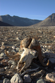 Musk Ox skull in the valley at Eleonora Bay. North-East Greenland National Park. 2005