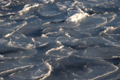 Very young pancake ice in the East Greenland Current as it freezes in September. 2005