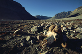 Musk Oxen skull on the beach at the side of a Glacial outwash plain. Eleonora Bay. North-east Greenland National Park. 2005