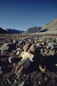 Musk Oxen skull on the beach at theside of a Glacial outwash plain. Eleonora Bay. North-east Greenland National Park. 2005