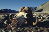 Musk Oxen skull on the beach at the side of a Glacial outwash plain. Eleonora Bay. North-east Greenland National Park. 2005