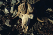 Musk Oxen skull seen from above. Eleonora Bay. North-east Greenland National Park. 2005