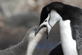 Adult Chinstrap penguin, Pygoscelis antarctica, feeding its chick. Antarctica.