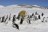 Chinstrap penguins, Pygoscelis antarctica, on snow near lichen covered rock. Antarctica.