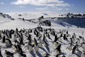 Chinstrap penguins, Pygoscelis antarctica, on snow. Antarctica.