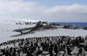 Chinstrap penguin colony. Pygoscelis antarctica. Antarctica.