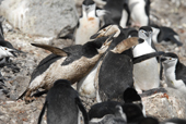 Mucky Chinstrap penguins, Pygoscelis antarctica, squabbling. Antarctica.