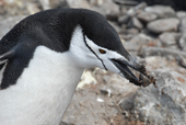 Chinstrap penguin, Pygoscelis antarctica, with a stone in its beak. Antarctica.