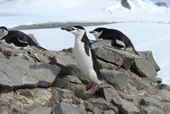 Chinstrap penguin, Pygoscelis antarctica, with stone in its beak. Antarctica.