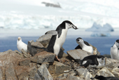 Chinstrap penguin, Pygoscelis antarctica, carrying a stone for nesting material. Antarctica.