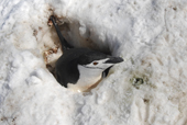 Chinstrap penguin, Pygoscelis antarctica, nesting in hole. Antarctica.