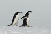 Two Chinstrap penguins, Pygoscelis antarctica, with stones in their beaks. Antarctica.