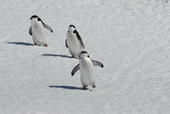 Three Chinstrap penguins, Pygoscelis antarctica, on snow. Antarctica.