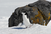 Chinstrap penguin, Pygoscelis antarctica, on snow in front of lichen encrusted rock. Antarctica.