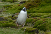 Northern Gentoo penguin, Pygoscelis papua, walking over moss covered rocky terrain.