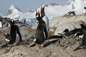 Southern Gentoo penguins, Pygoscelis papua, displaying. Antarctica.