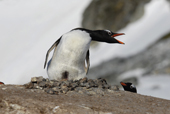 Southern Gentoo penguin, Pygoscelis papua, on nest built of pebbles. Antarctica.
