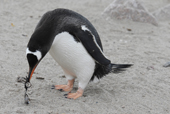 Southern Gentoo penguin, Pygoscelis papua, picking up kelp with stone attached. Antarctica.