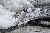 Southern Gentoo penguin, Pygoscelis papua, coming out of the surf. Antarctica.