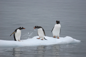 Three southern Gentoo penguins, Pygoscelis papua, on an ice floe. Antarctica.